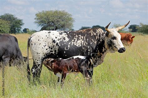 Nguni Cow Indigenous Cattle Breed Of South Africa With Suckling