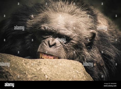 Angry Monkey Hi Res Stock Photography And Images Alamy