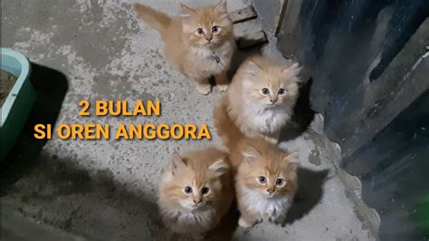 5 Juli 5 September 2022 2 Bulan Si Oren 🐱🐱🐱🐱 Sioren