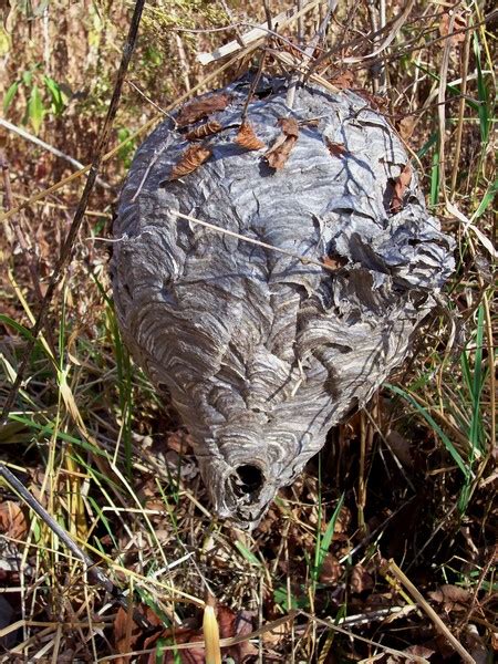 Notes From A Jewish Thoreau Why Was This Hornets Nest So Close To The