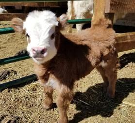 New breeding stock additions at panda mini cows. Mini Cows For Sale | Miniature Cows For Sale | Lovable ...
