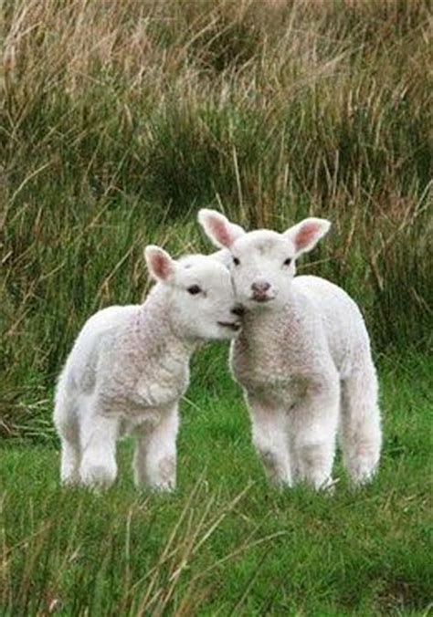 25 Best Baby Lamb Ideas On Pinterest Baby Sheep Cute Cute Animals