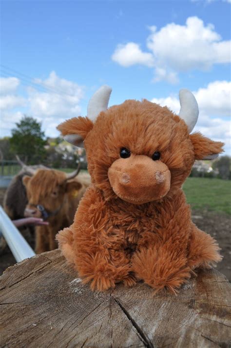 Scottish Highland Cow Soft Toy T Wrapped By Jomanda Soft Toys