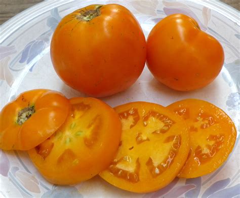 Pegs Round Orange Tomato 016 G Southern Exposure Seed Exchange