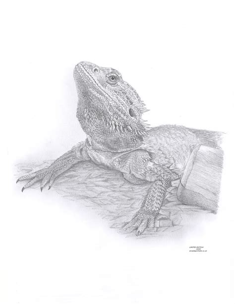 Bearded Dragon Art Drawing Prints A4a3 Size Greetingsnote Etsy Uk Bearded Dragon Dragon