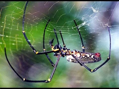 Female banana spiders are larger than males. Giant Wood Spider (Nephila maculata) one of the biggest ...