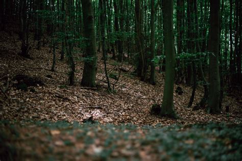 Forest Floor Free Photo On Barnimages