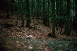 Forest floor – free photo on Barnimages