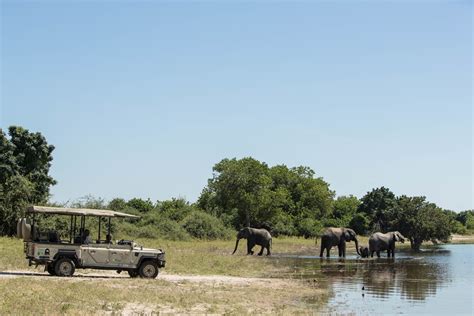 Our Top Chobe Safari Experiences Sensational Game Viewing