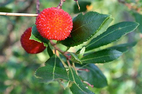 Unique, sweet and sour refreshing berries. Strawberry Tree: Pictures, photos, images, facts on the ...