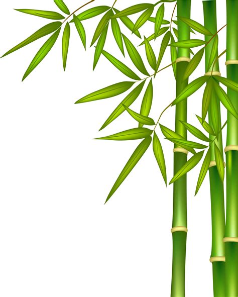 Bamboo Png- - Png Clipart Bamboo Tree Png Transparent Png - Full Size Clipart (#5297819 ...