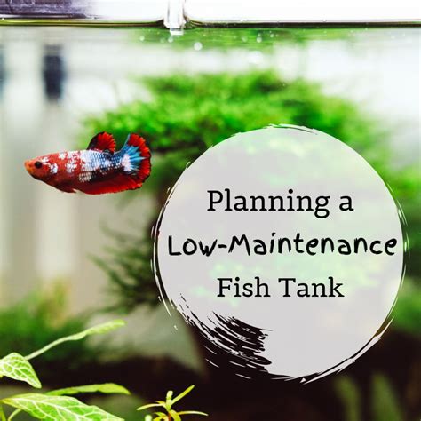 Tips for a Low-Maintenance Fish Tank | PetHelpful