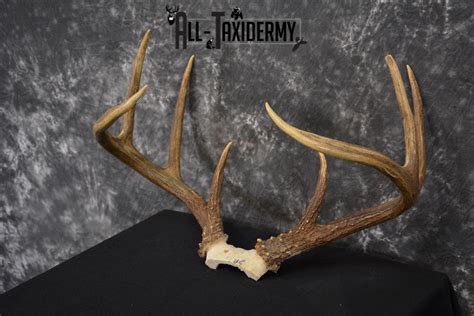 Whitetail Deer Antler Skull Cap 8 Pointer For Sale Sku 1419 All Taxidermy