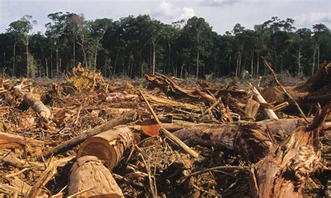 Agricultural And Forestry Trade Drives Large Share Of Tropical Deforestation Emissions Sei