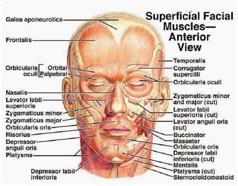 Facial Muscles Function Anatomy Arteries Veins Names And