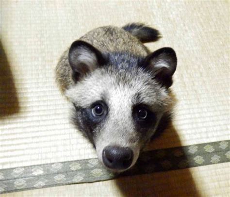 Meet Tanu The Japanese Raccoon Dog The Cutest Pup Around