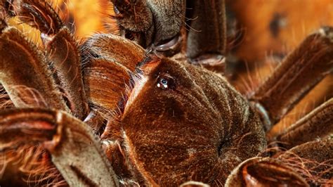 Největší pavouk světa je nelítostný zabiják K útokům pavučinu vůbec