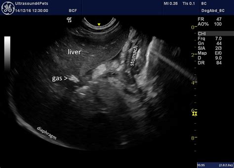 Gallbladder Rupture Following Gastric Dilation With Volvulus In A Dog