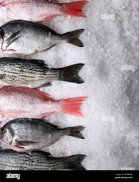Selection Fresh On Ice Fish Hi Res Stock Photography And Images Alamy