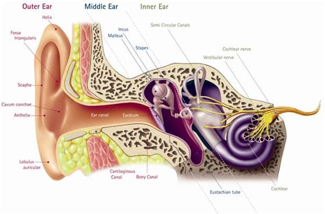 ** join us in this video where we discuss the anatomy of the inner ear. The Anatomy of the Human Ear (The Inner Ear) | Health Life ...