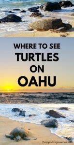 I Went To Laniakea Beach To See Turtles Where To See Turtles In Oahu