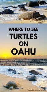 I Went To Laniakea Beach To See TURTLES Where To See Turtles In Oahu