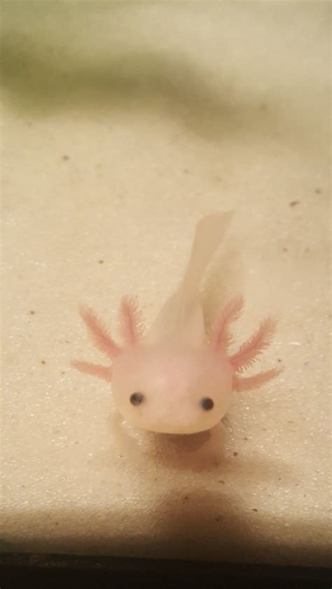 Pin On Axolotl