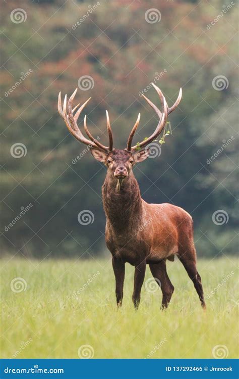 Red Deer Cervus Elaphus Stag Standing Calmly On Meadow Stock Photo