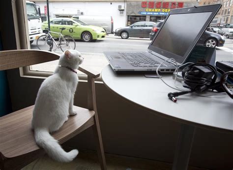 Cat cafe selden new york. New York, NY - Pet Food Company Launches Cat Café Via Live ...