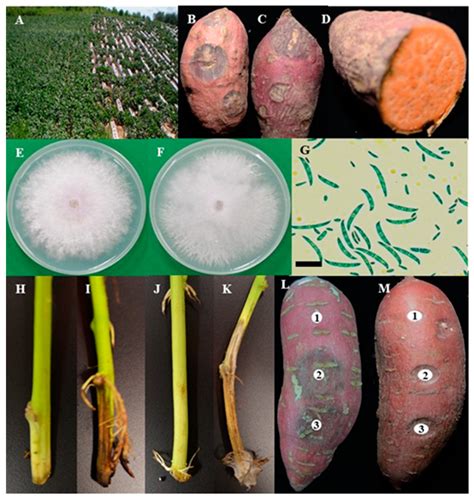 Plants Free Full Text Occurrence Of Sweetpotato Ipomoea Batatas