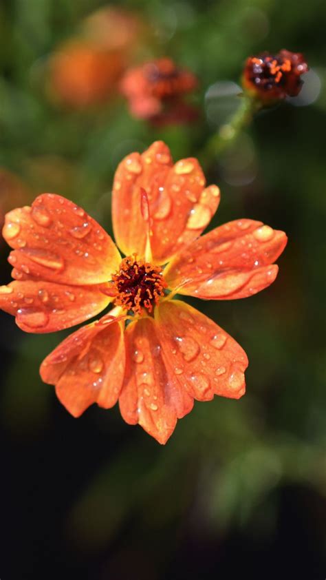 Drops Orange Flowers Flora Blur 720x1280 Wallpaper Orange Flowers