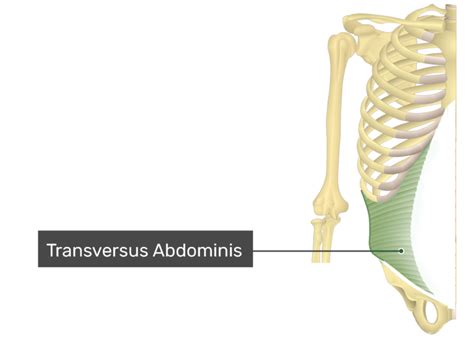 Transversus Abdominis Muscle Origin Insertion And Action Getbodysmart
