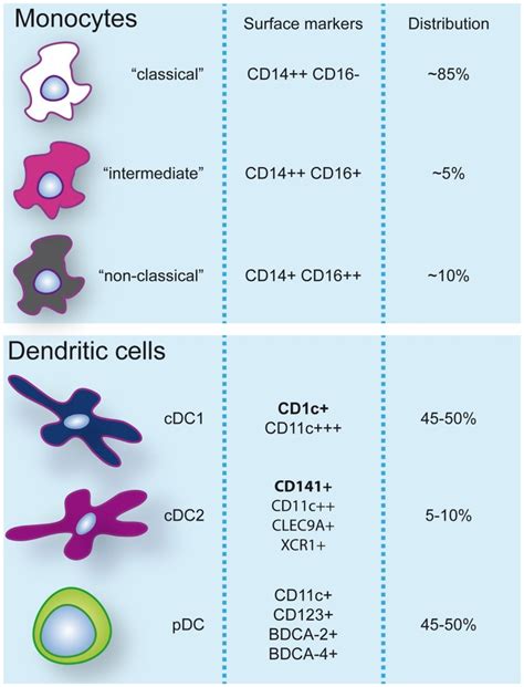 Monocyte And Dendritic Cell Populations In Human Peripheral Blood