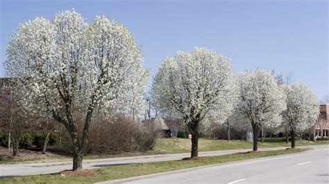 12 Flowering Southern Trees You Need To Plant Now Bradford Pear Tree