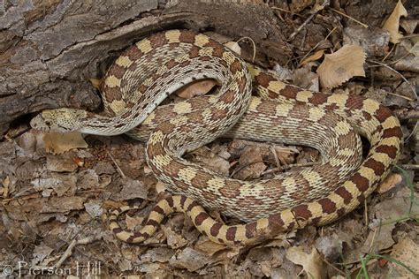 Flickriver Photoset Gopher Snake Pituophis Catenifer By Pierson Hill