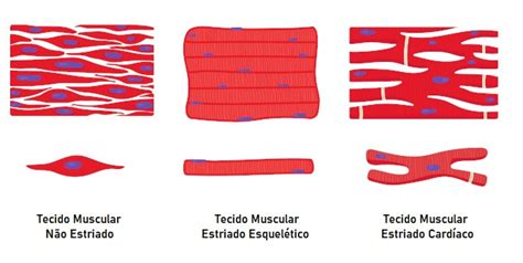 Tecido muscular características e classificação Mundo Educação