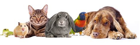 4.8 from 5 7 reviews. About - Exotic Online Pet Store