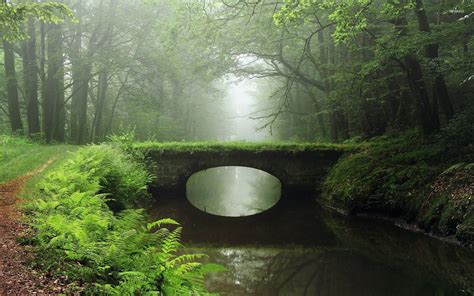 Overgrown Bridge In The Foggy Woods Wallpaper Nature Wallpapers 25807