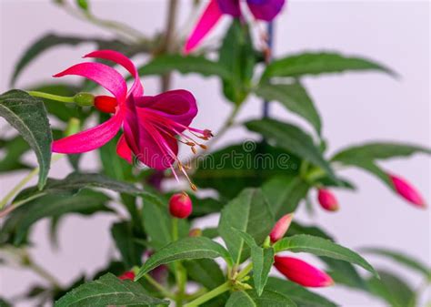 Beautiful Fuchsia Flower 2 Stock Photo Image Of Detail 116255046
