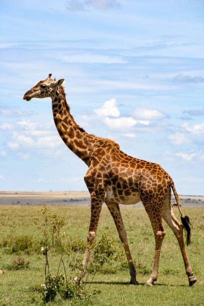 Giraffe Maasai Mara National Reserve Kenya Hươu