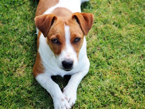 Jack Russell Terriers Dog Breed Guide Spot