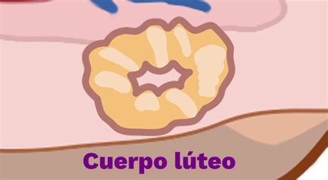 Cuerpo lúteo Labster