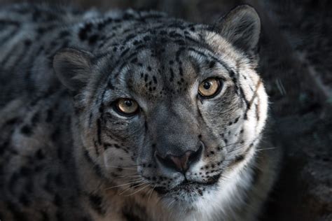 10 Interesting Facts About Snow Leopards