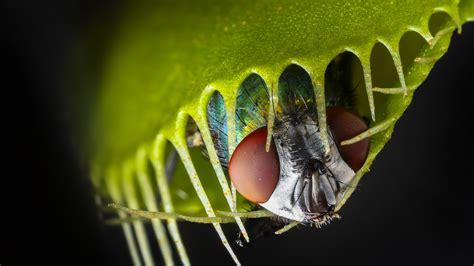 Heres How Plants Became Meat Eaters Live Science