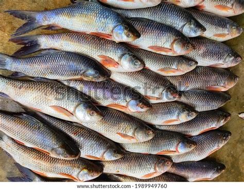 Indian Baas Fish Images Stock Photos Vectors Shutterstock