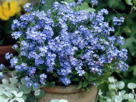 How To Grow And Care For A Forget Me Not Plant Myosotis Sylvatica