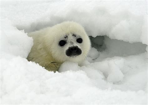 Appeals Court Arctic Ringed Seals Are Threatened Species 710 Knus