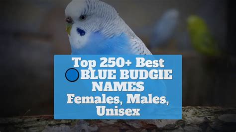 Top 250 Best Blue Budgie Names Females Males Unisex