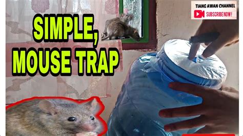 Buatlah perangkap tikus seperti gambar di atas, ember besar diisi air, kemudian nantinya, tikus akan mencium bau selai kacang dan naik ke atas perangkap. Cara mudah membuat perangkap tikus #simple #tutorial - YouTube