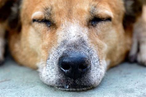 Signs of Kennel Cough in Dogs - 6 Key Things to Watch Out For